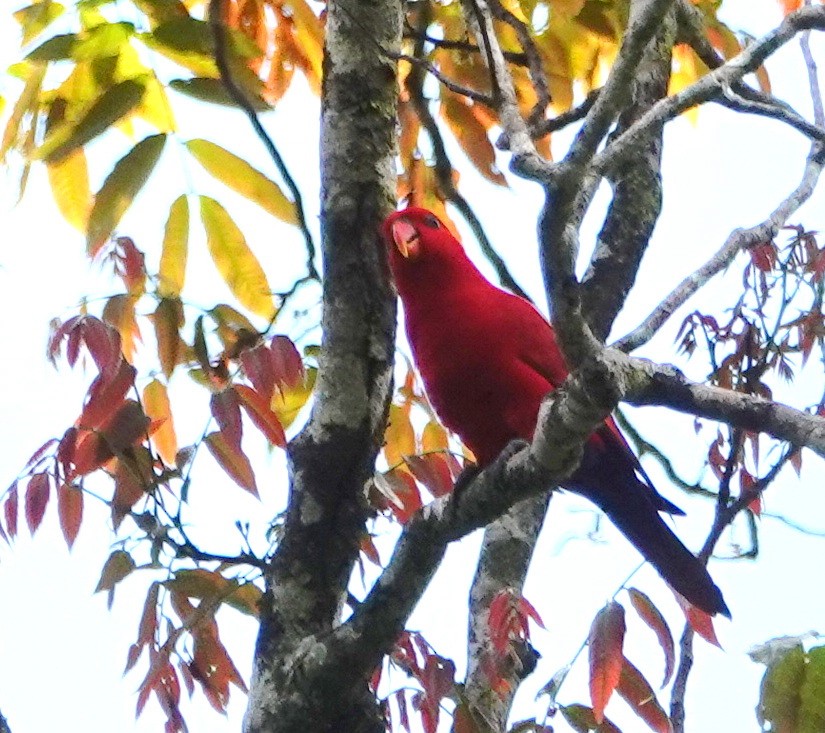 Red Lory - Deanna MacPhail