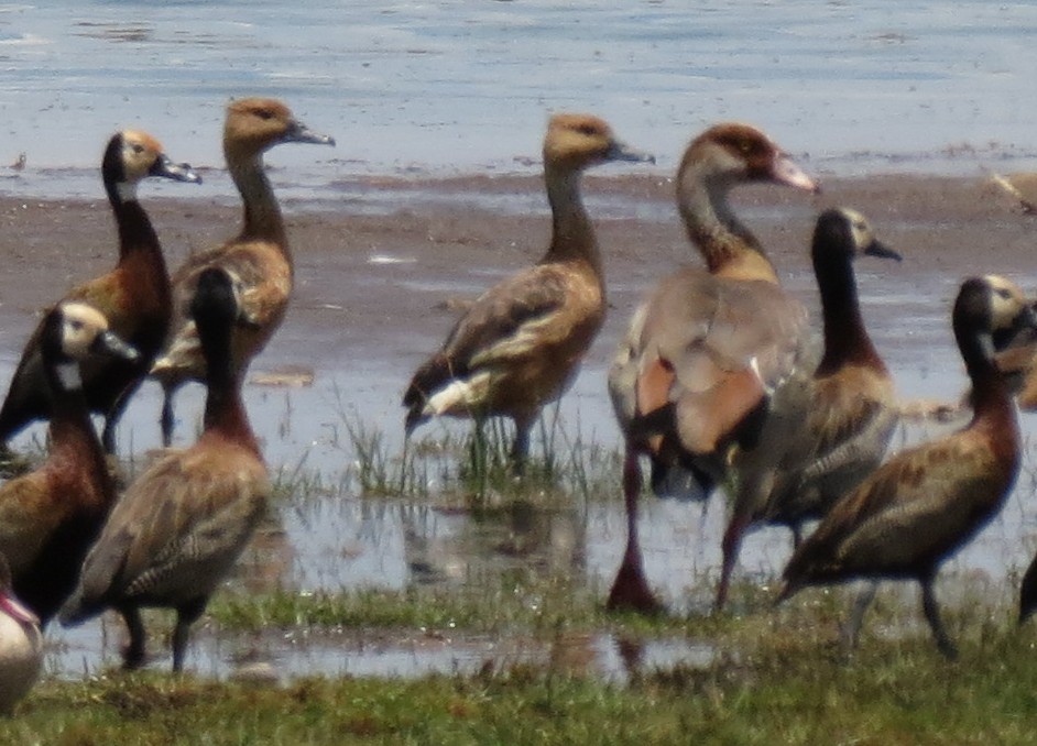 Fulvous Whistling-Duck - ML189258491