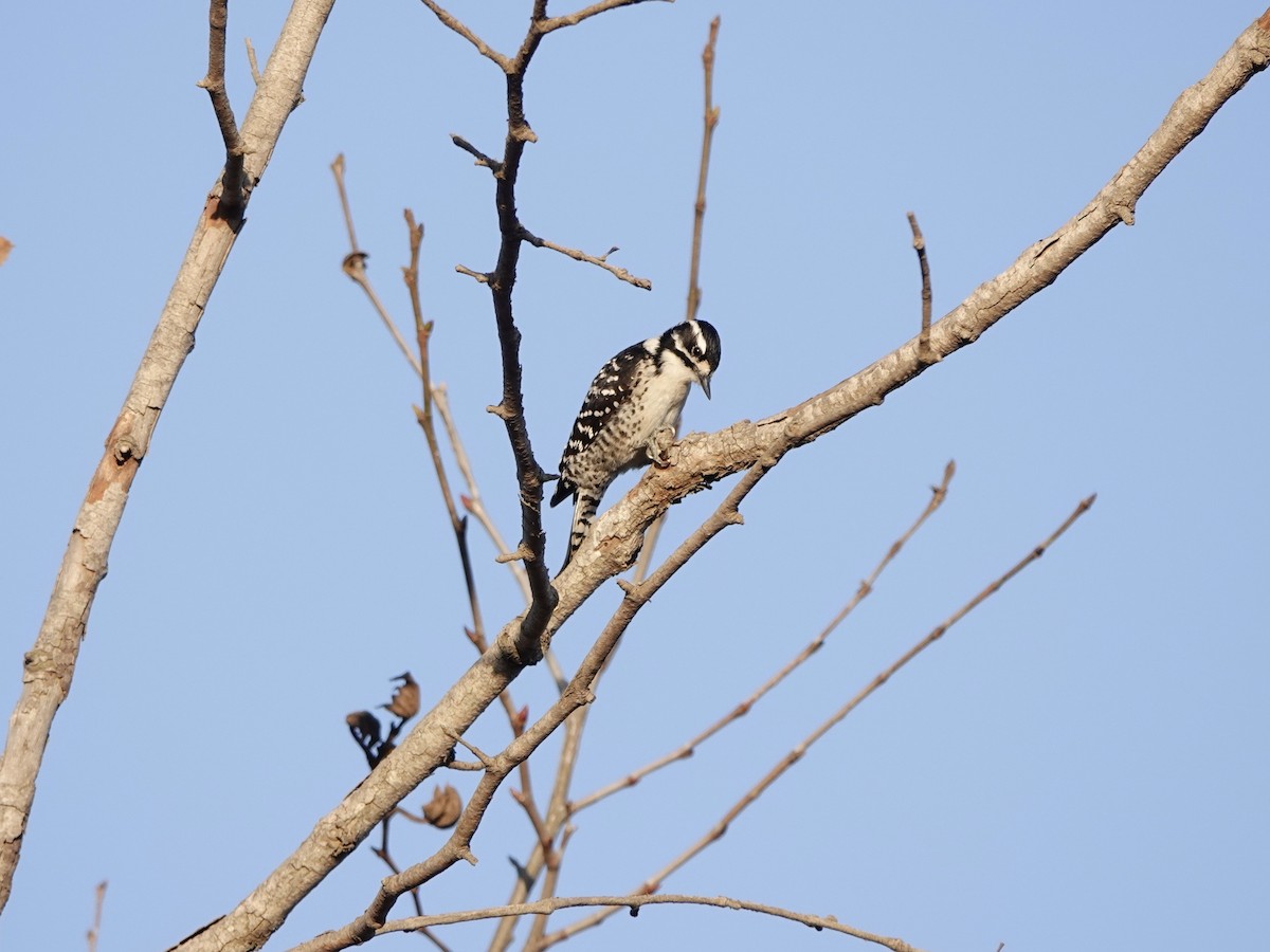 Nuttall's Woodpecker - ML189258551