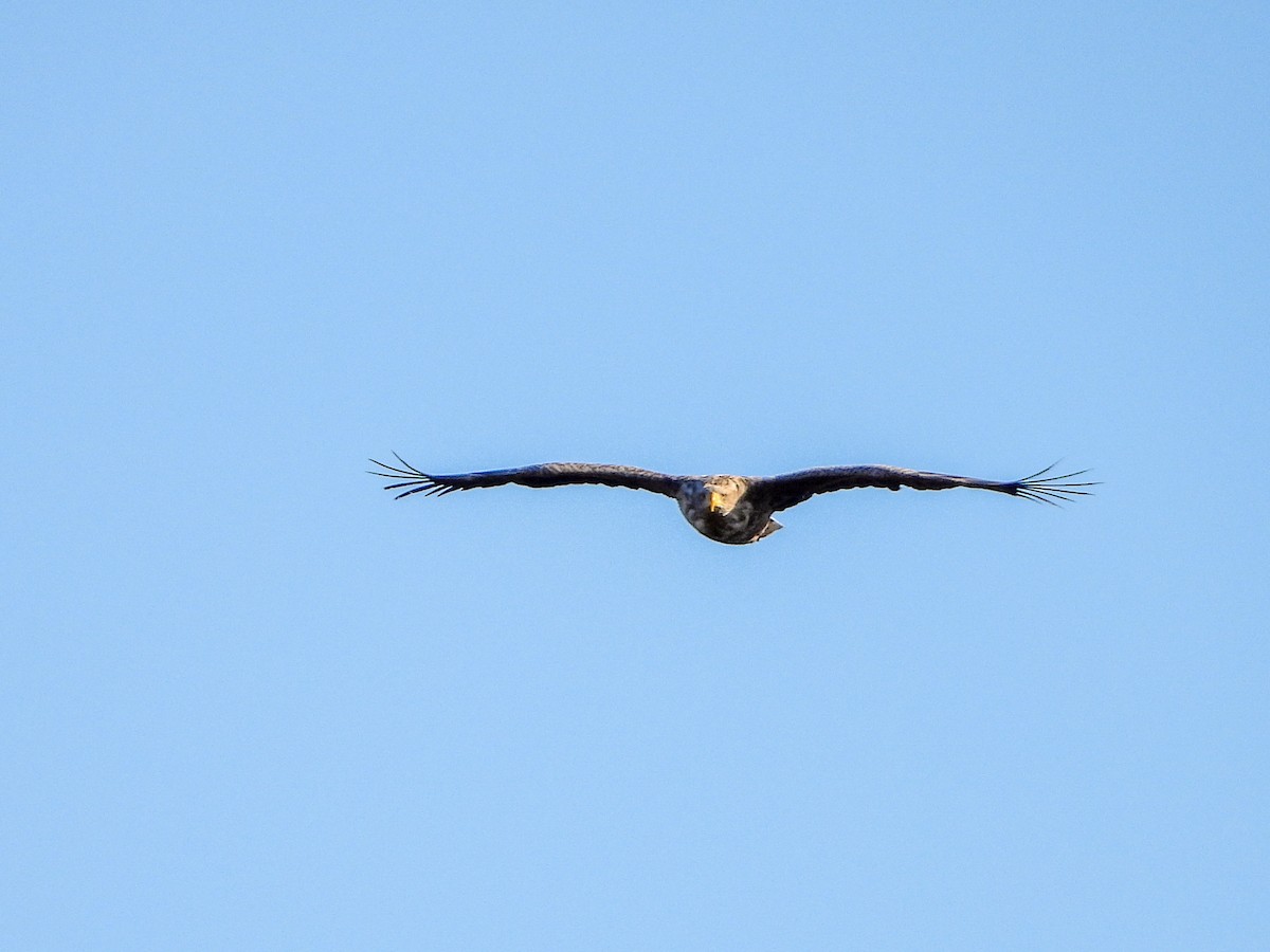 White-tailed Eagle - ML189259551