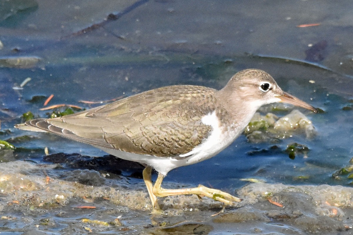 Spotted Sandpiper - Timothy Carstens