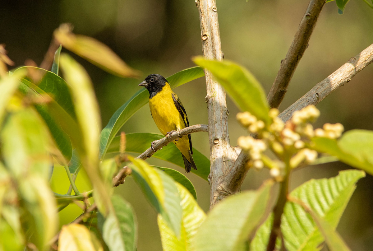 Olivaceous Siskin - ML189263501