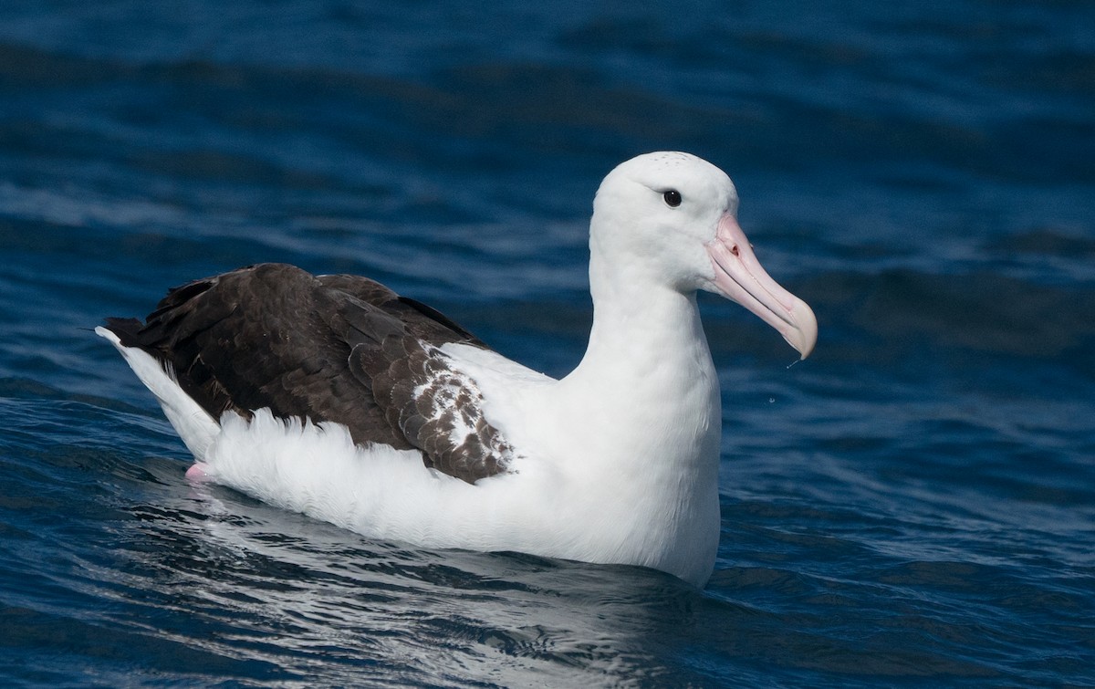 Northern/Southern Royal Albatross - Sonja Ross