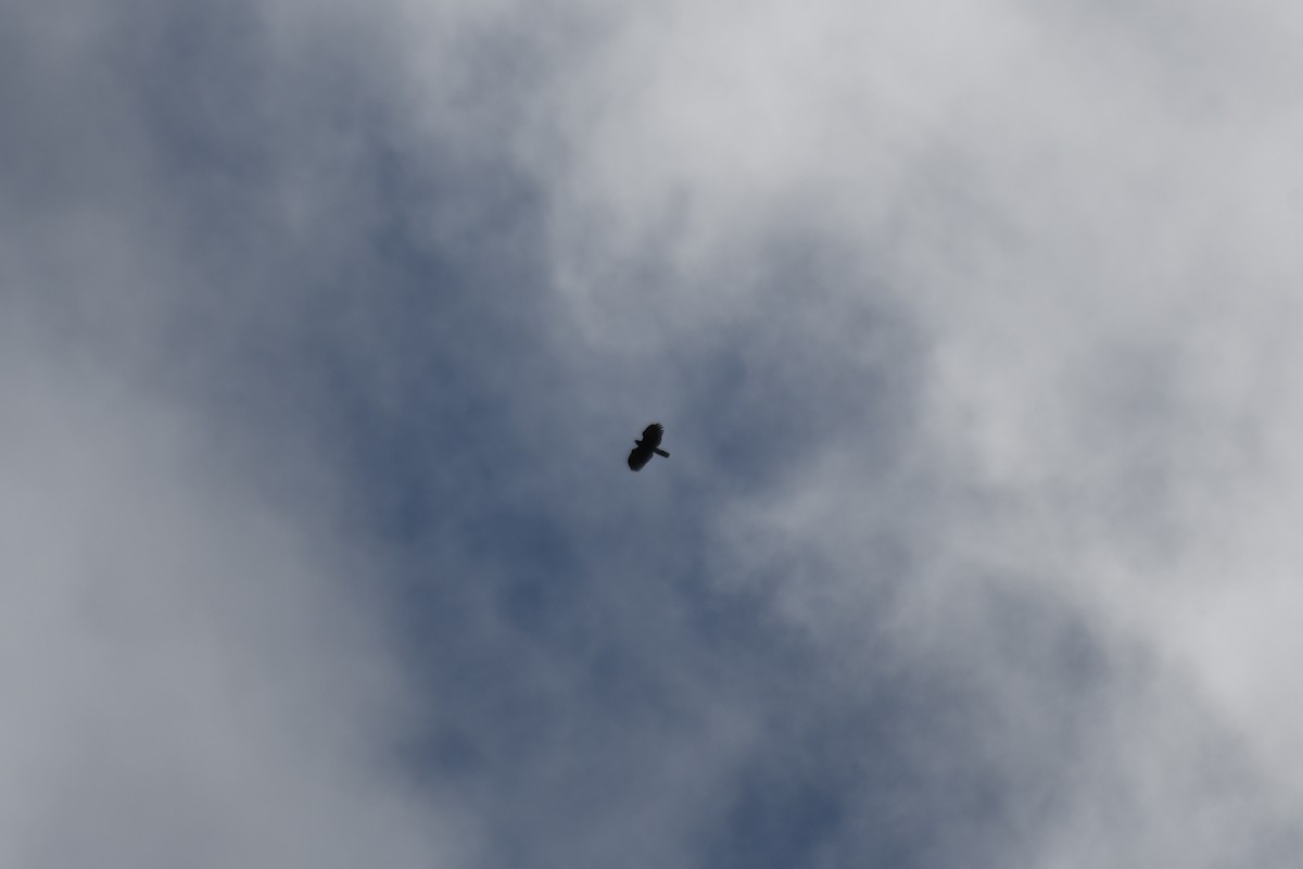 Black Hawk-Eagle - William Orellana (Beaks and Peaks)