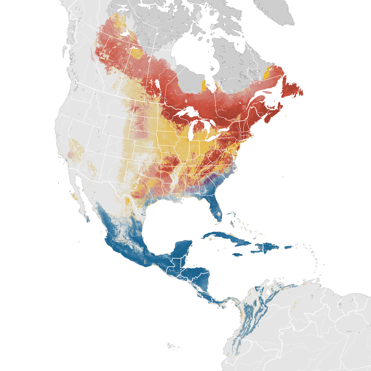 Black And White Warbler Abundance Map Ebird Status And Trends