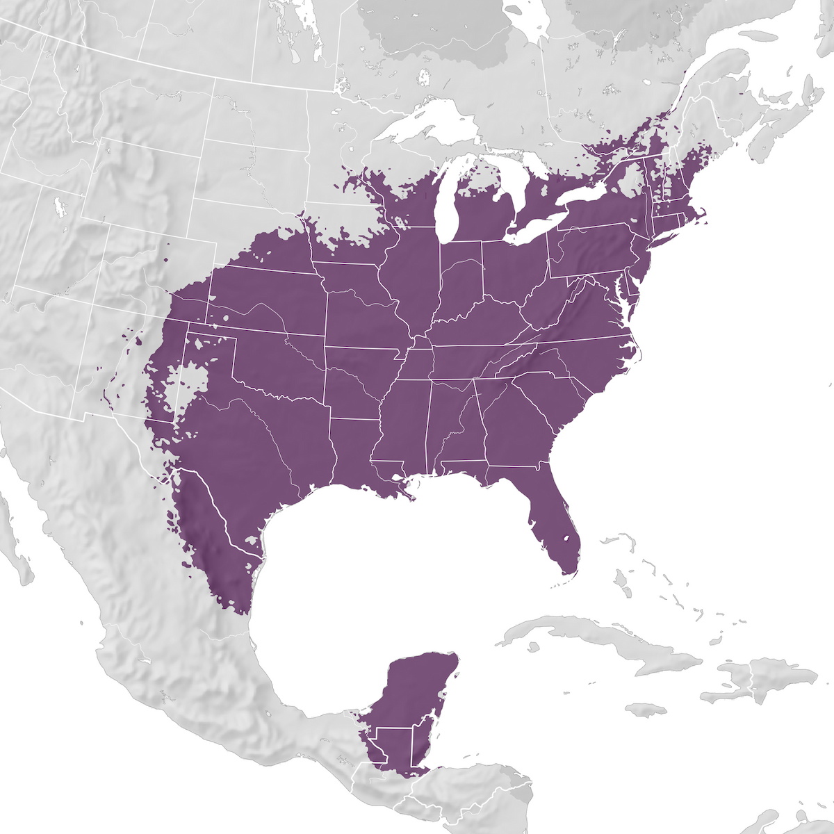 Carolina Wren - Range map - eBird Status and Trends
