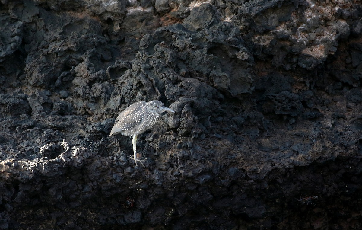 Yellow-crowned Night Heron (Galapagos) - Jay McGowan