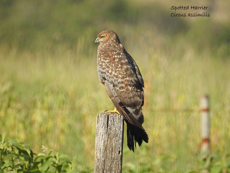 Spotted Harrier - ML189274561