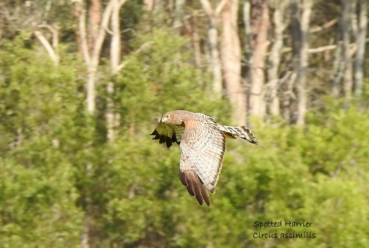 Spotted Harrier - ML189274581