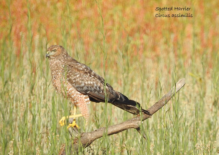 Spotted Harrier - ML189274681