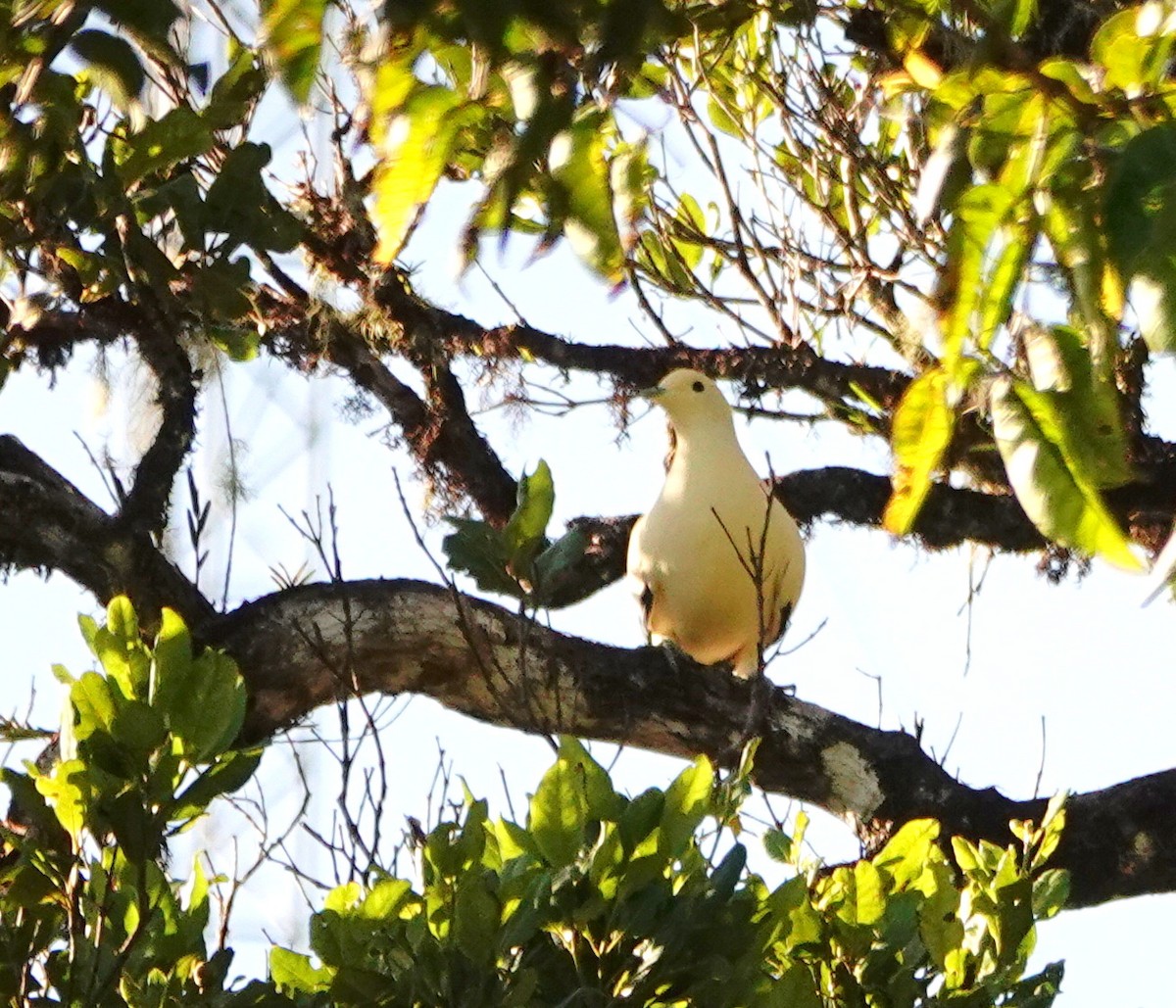 Pied Imperial-Pigeon - ML189277481