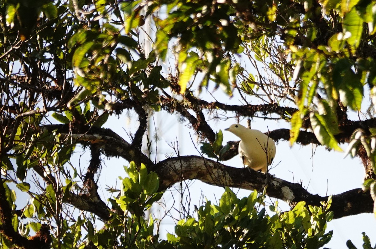 Pied Imperial-Pigeon - ML189277491