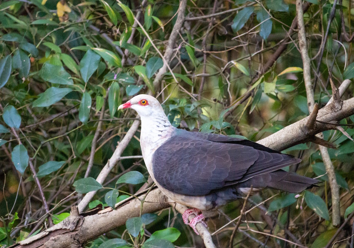 White-headed Pigeon - Kent Warner