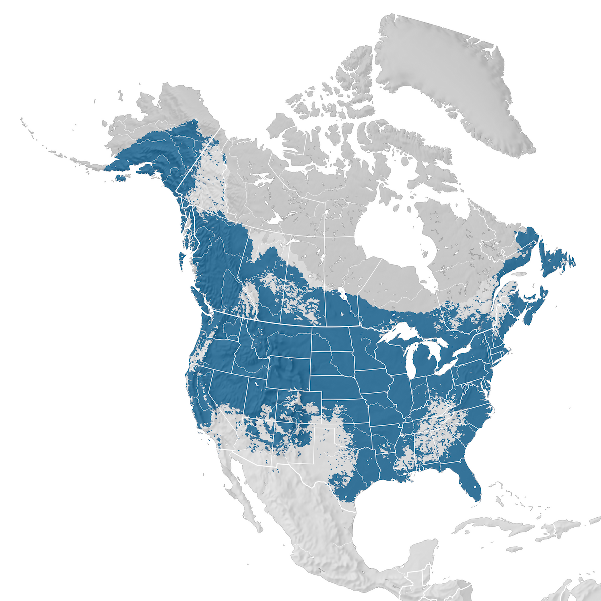 Bald Eagle - Range map: Non-breeding - eBird Status and Trends