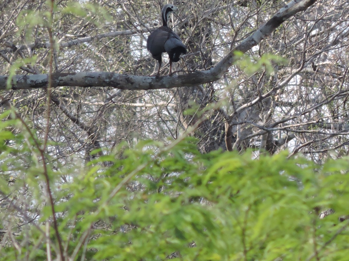 White-throated Piping-Guan - ML189287461