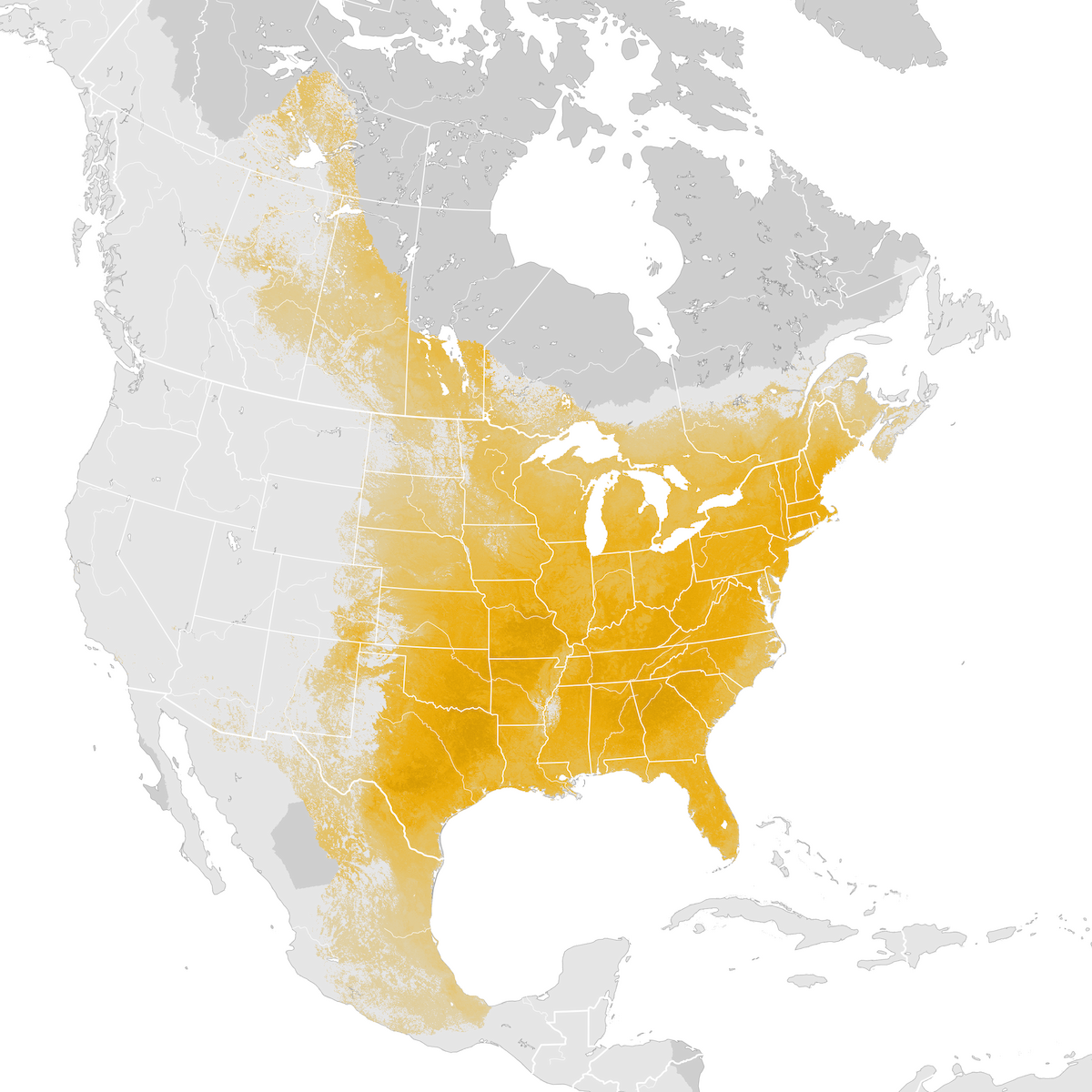 Eastern Phoebe - Abundance map: Pre-breeding migration - eBird Status