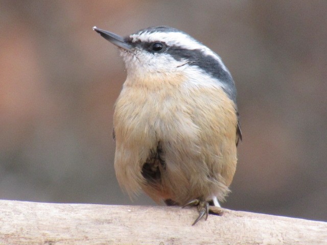Red-breasted Nuthatch - ML189290341