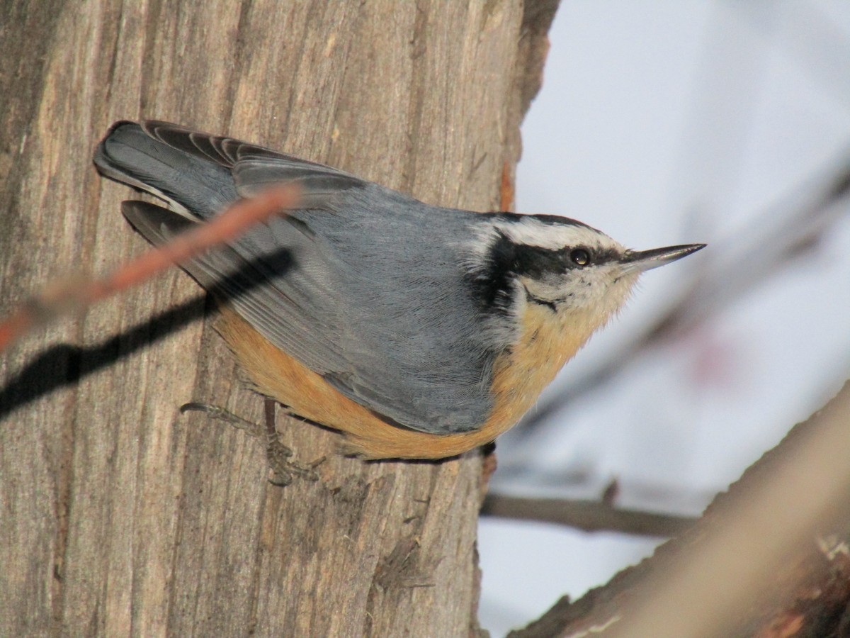 Red-breasted Nuthatch - ML189290371