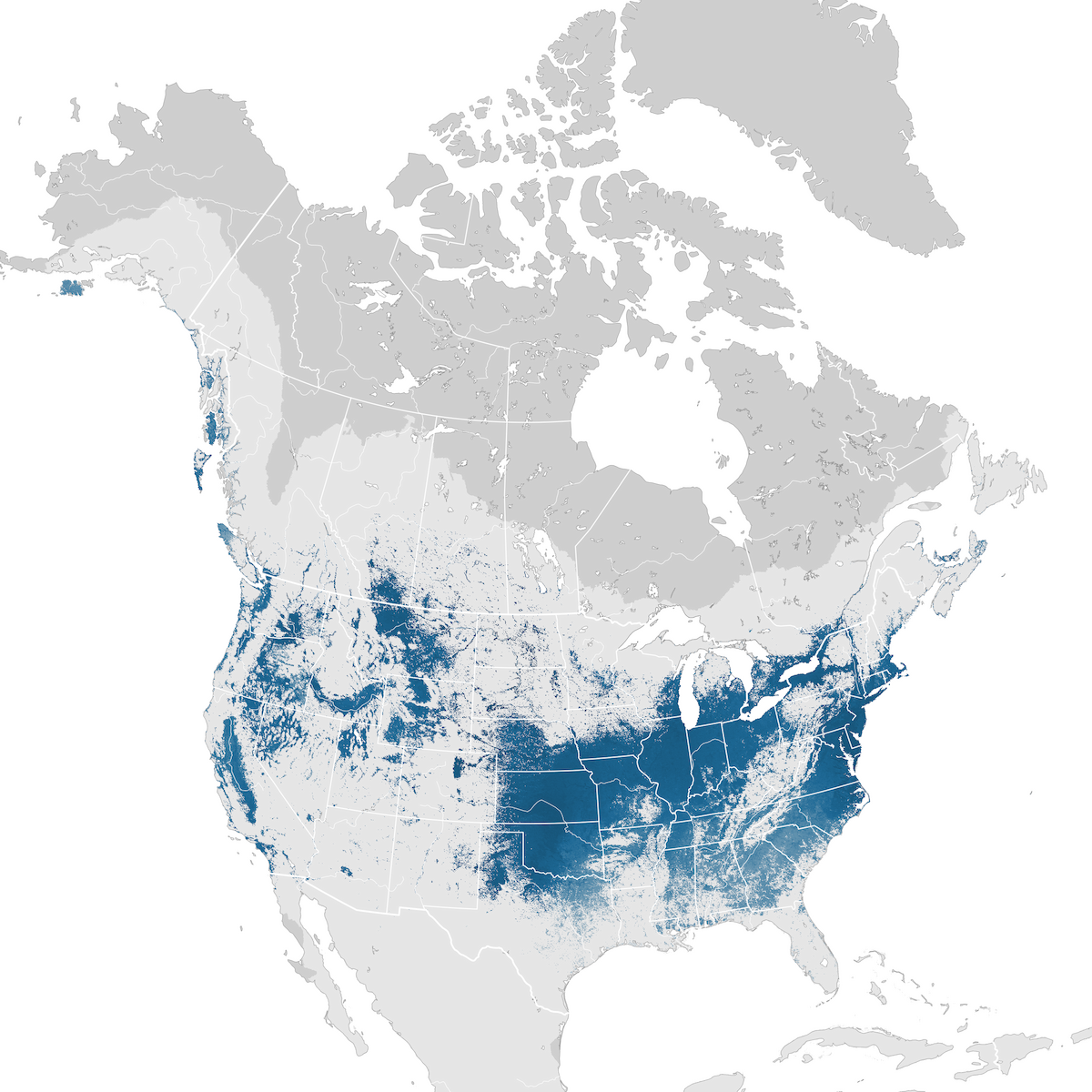 Canada Goose - Abundance map: Non-breeding - eBird Status and Trends