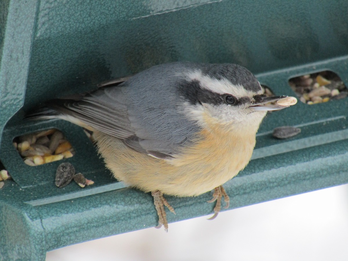Red-breasted Nuthatch - ML189290461