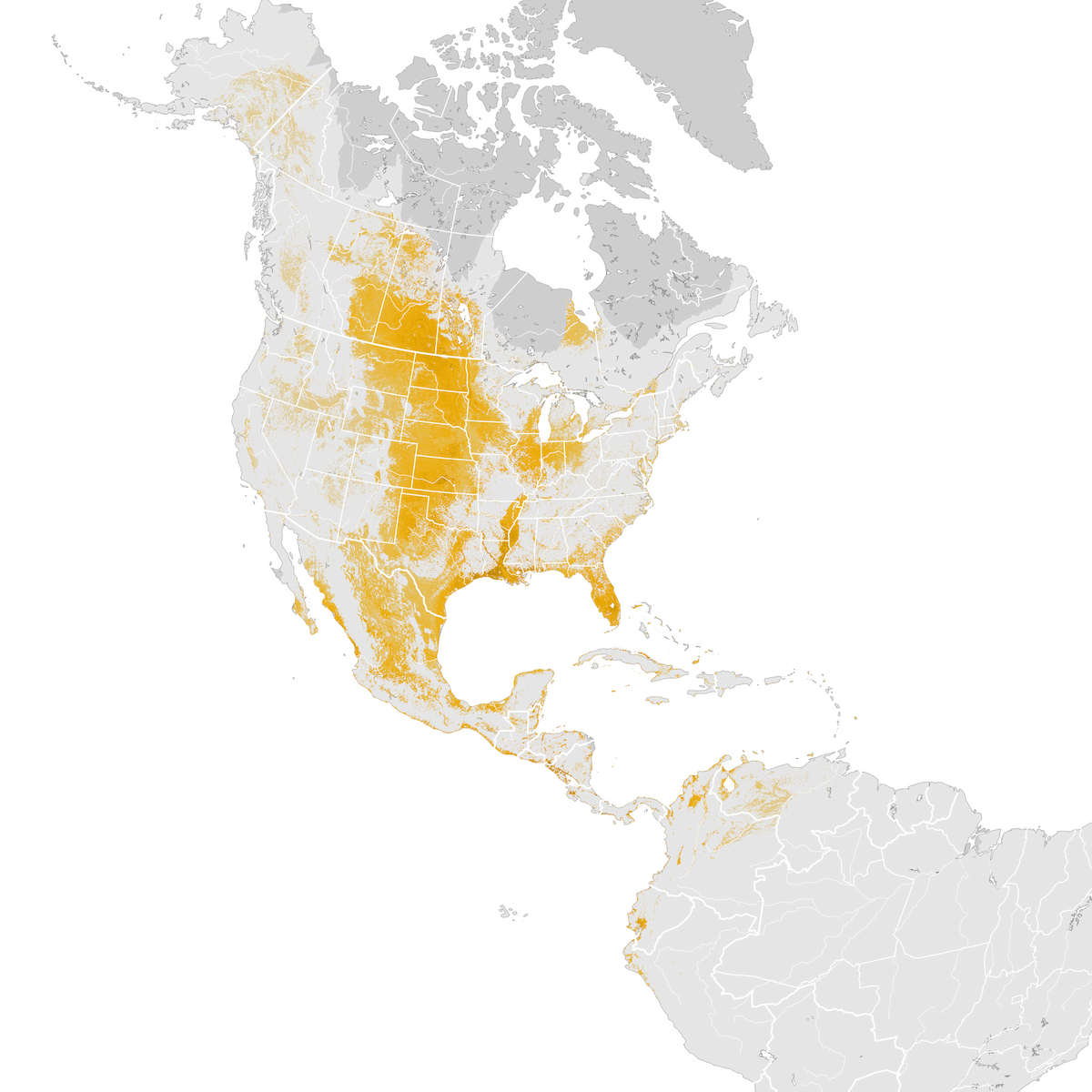 Bluewinged Teal Abundance map Postbreeding migration eBird