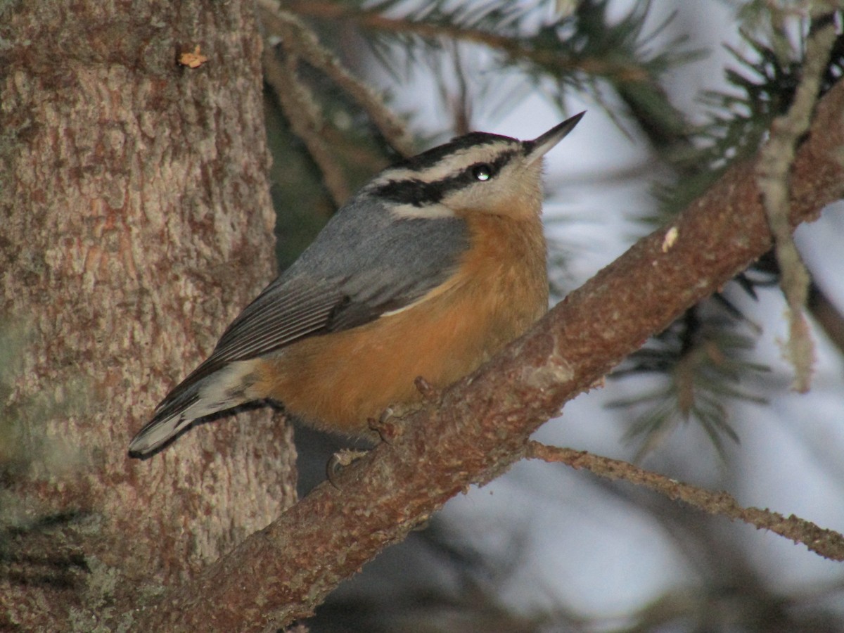 Red-breasted Nuthatch - ML189290751