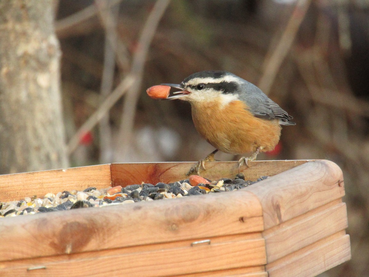Red-breasted Nuthatch - ML189290791