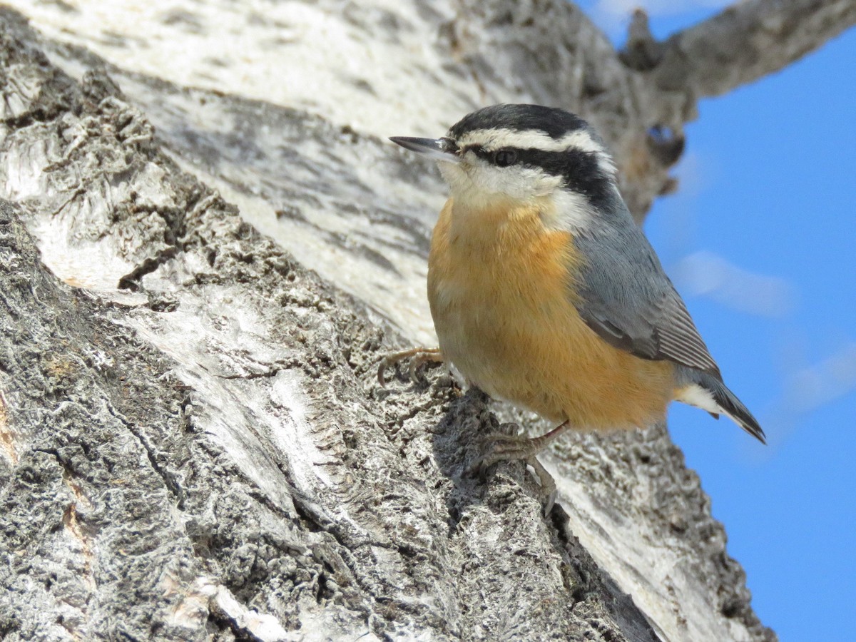 Red-breasted Nuthatch - ML189291051
