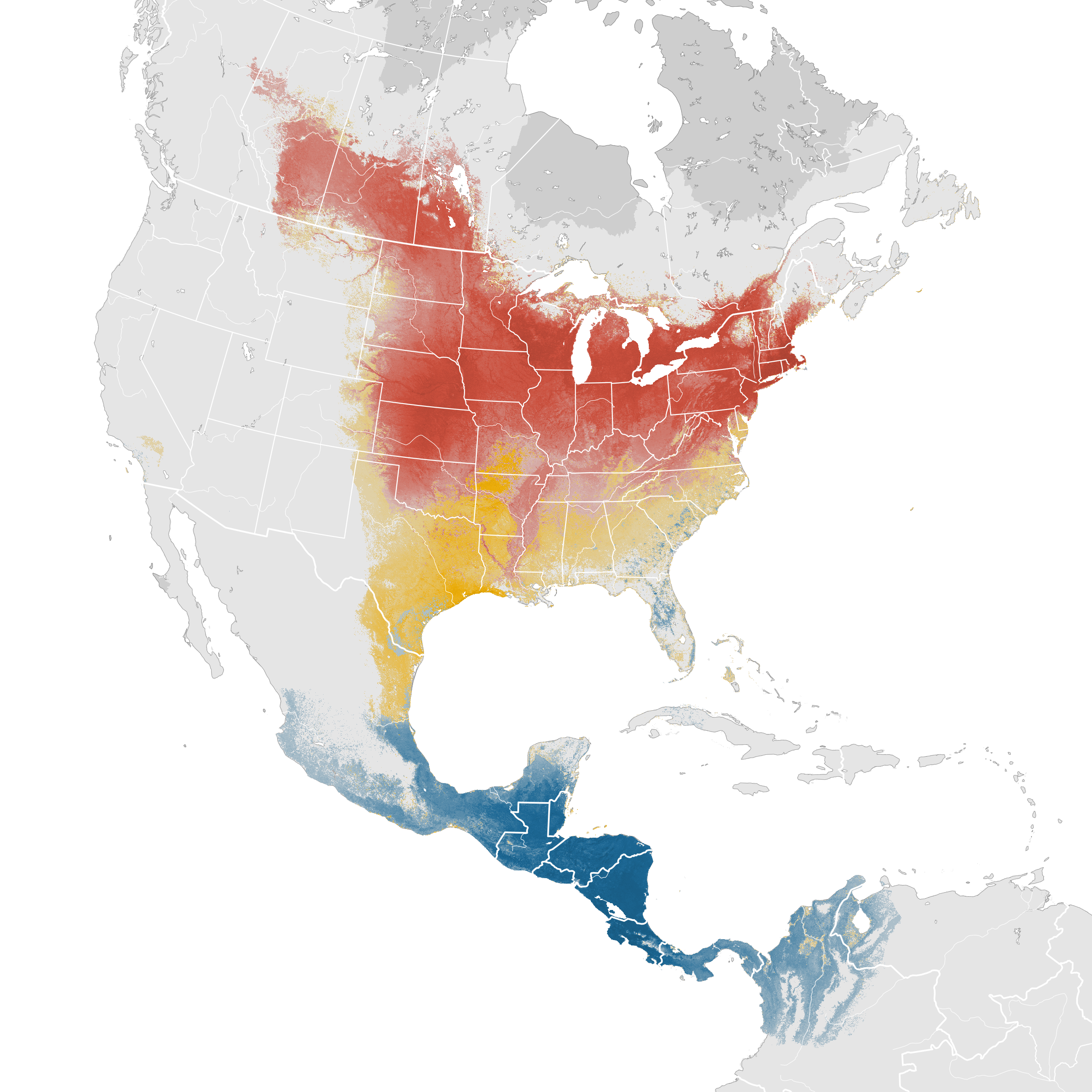 Baltimore Orioles Migration Map Baltimore Oriole   Abundance map   eBird Status and Trends