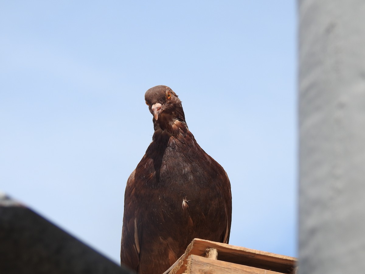 Rock Pigeon (Feral Pigeon) - ML189294141
