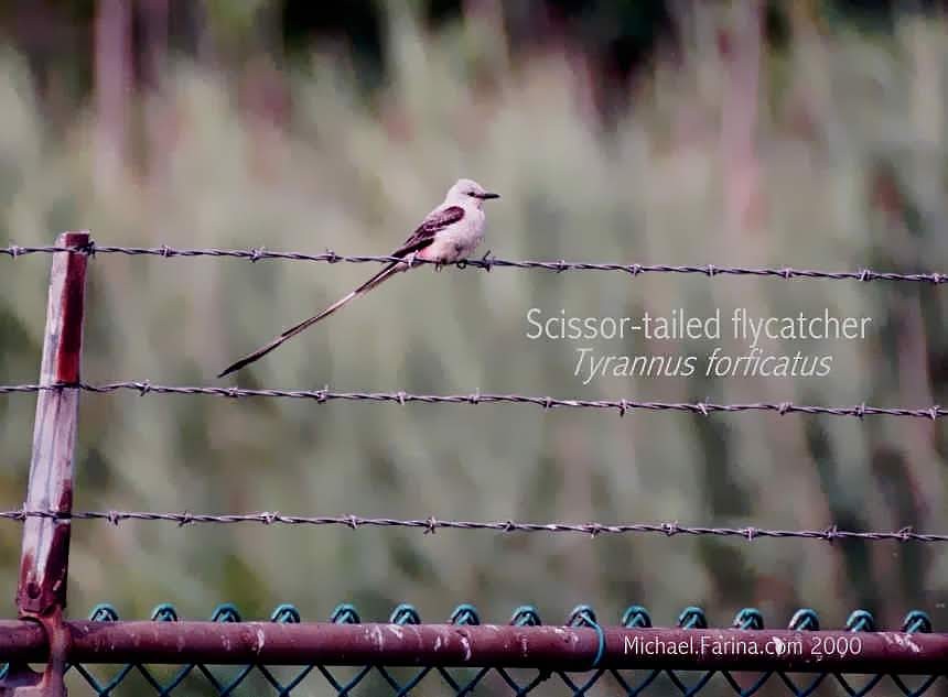 Scissor-tailed Flycatcher - Michael Farina