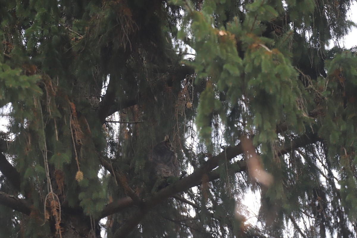 Great Horned Owl - ML189298551