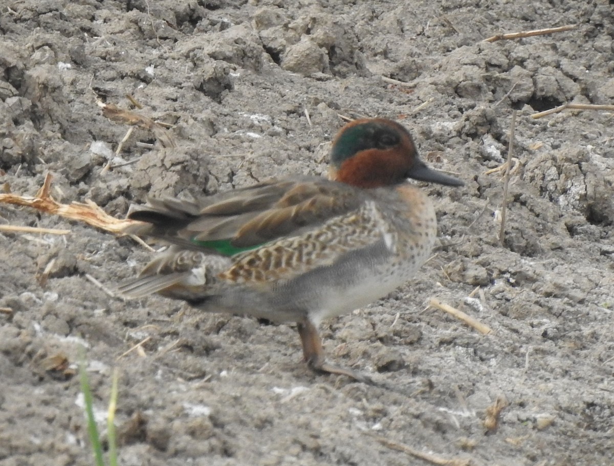 Green-winged Teal - ML189298821