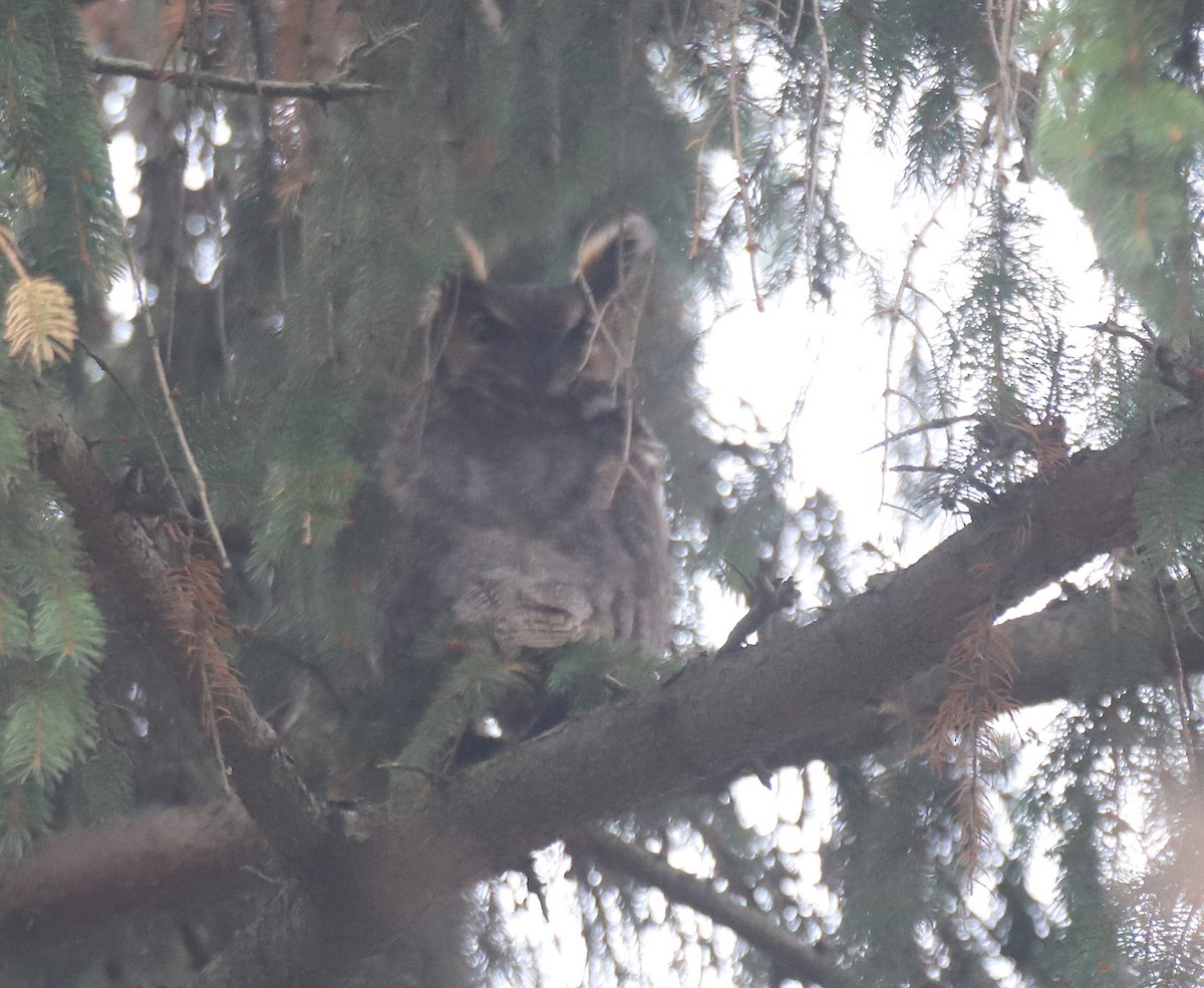Great Horned Owl - ML189299311