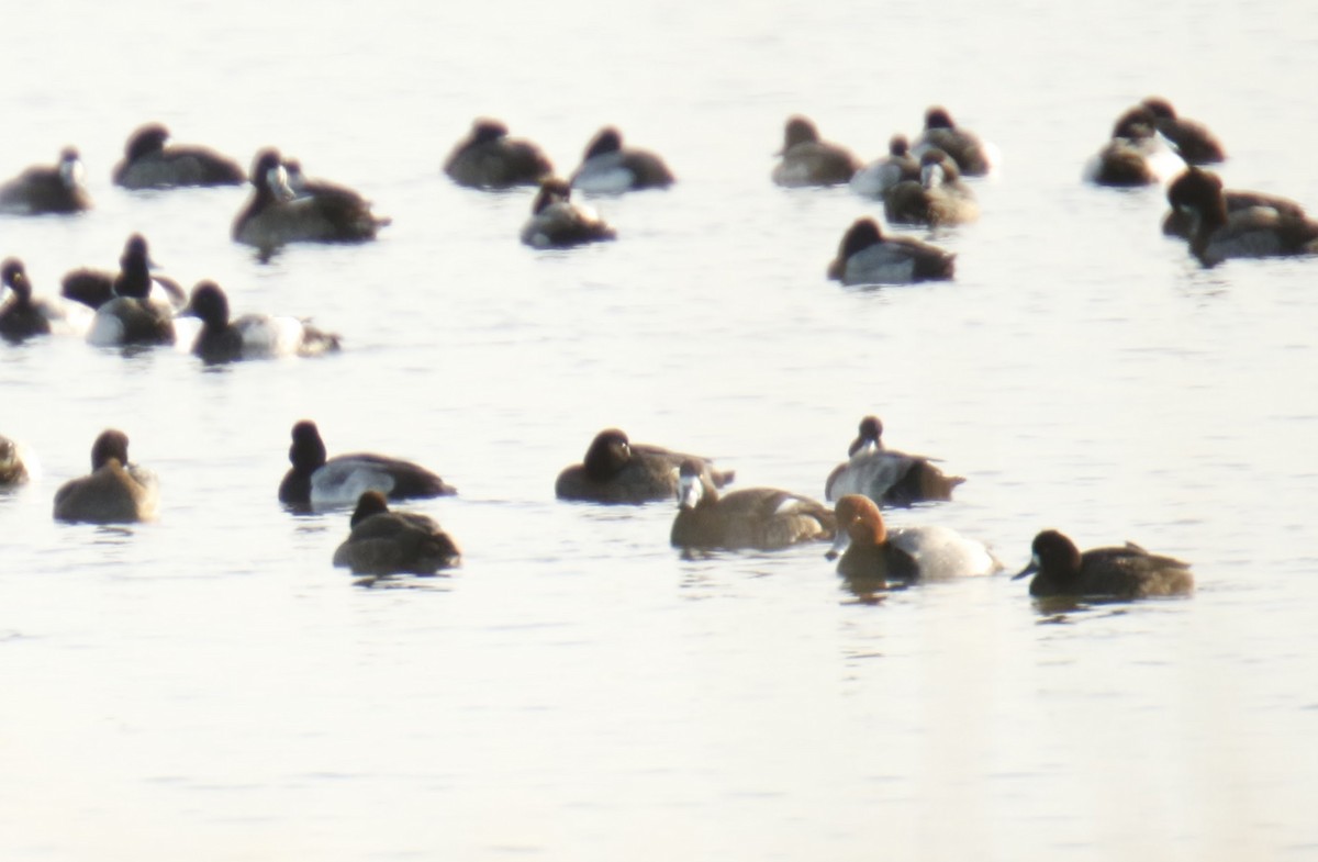 Greater Scaup - ML189301281