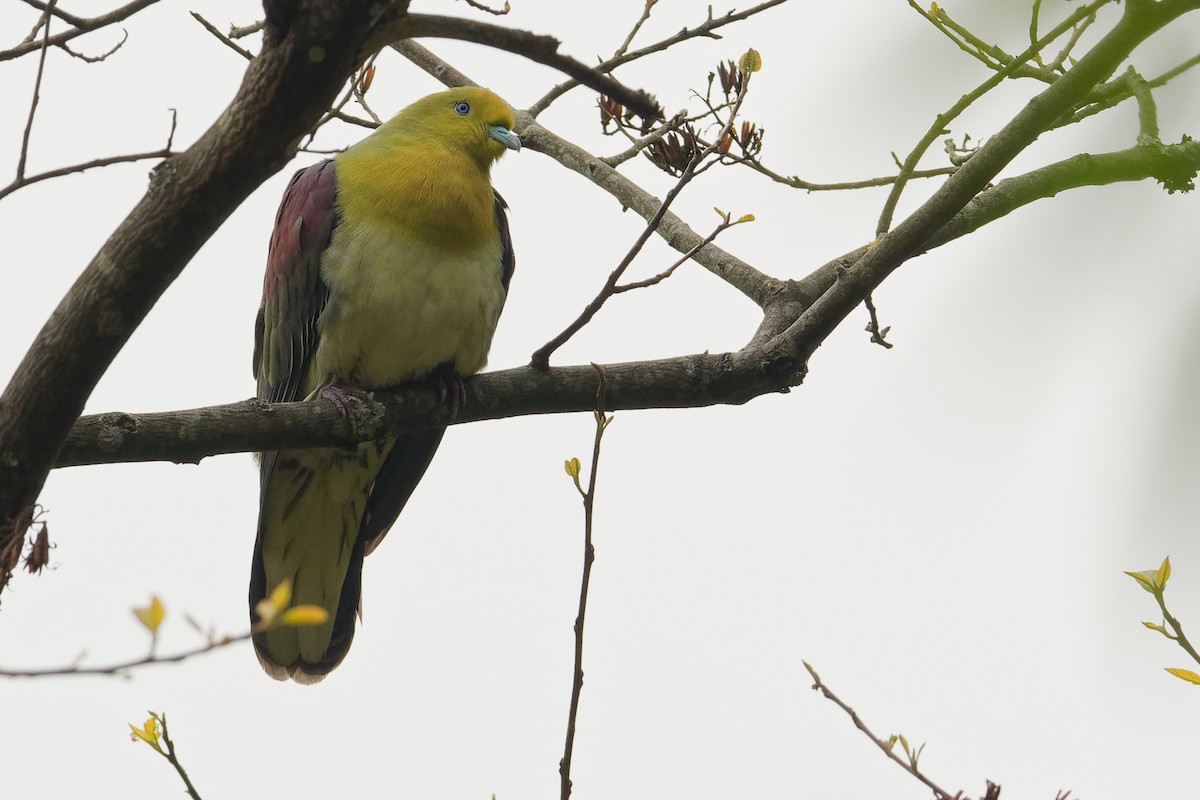 White-bellied Green-Pigeon - ML189307551