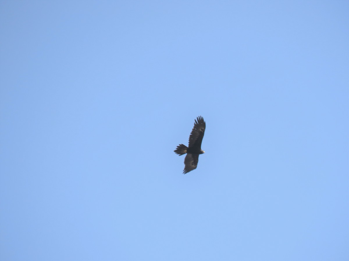 Wedge-tailed Eagle - ML189311951