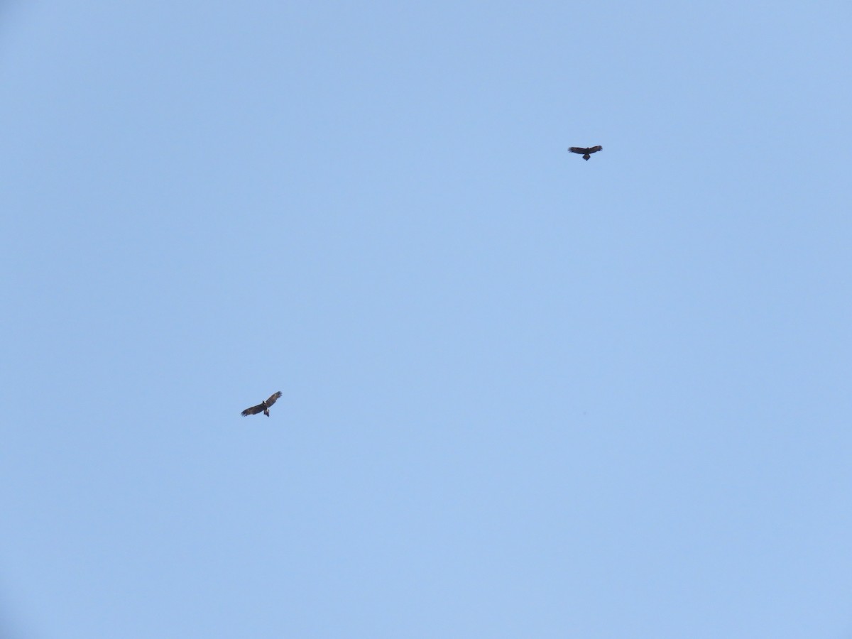 Wedge-tailed Eagle - Kumiko Callaway