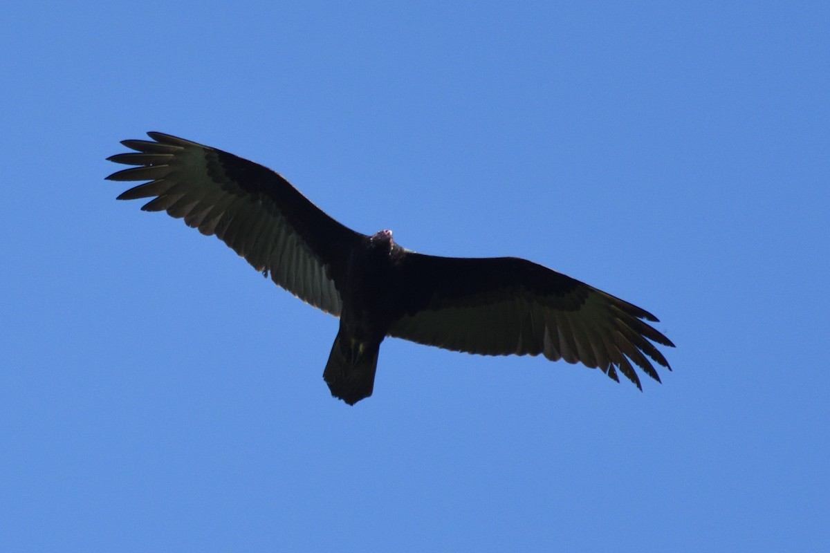 Turkey Vulture - German Garcia