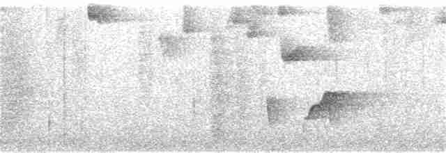 gråbrystskogsmett (leucophrys/boliviana) - ML189312861