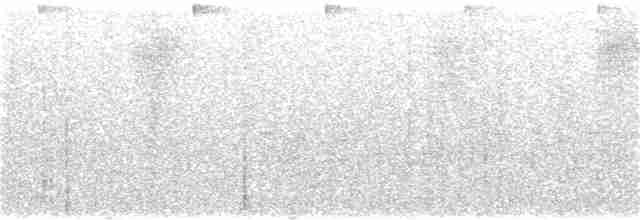 Черноухий колибри (maculata) - ML189313241
