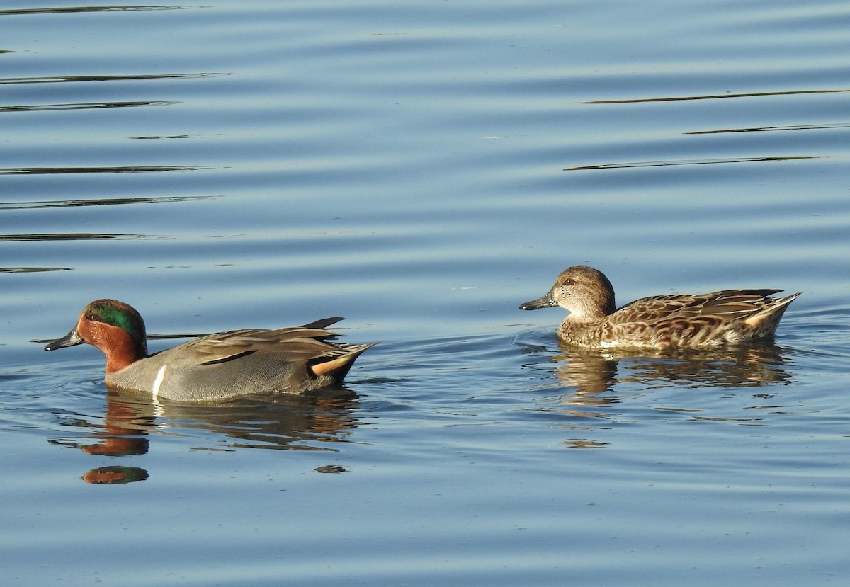 Green-winged Teal - ML189314341