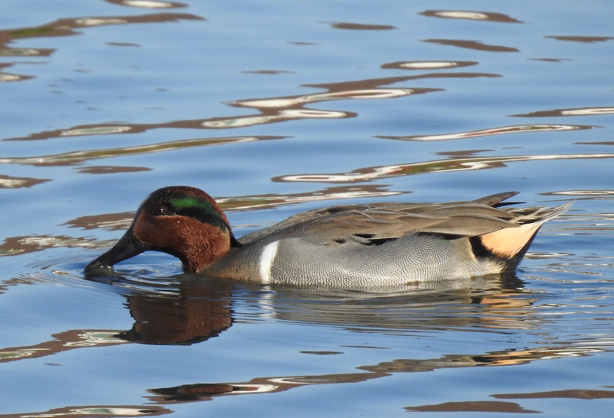 Green-winged Teal - ML189314361