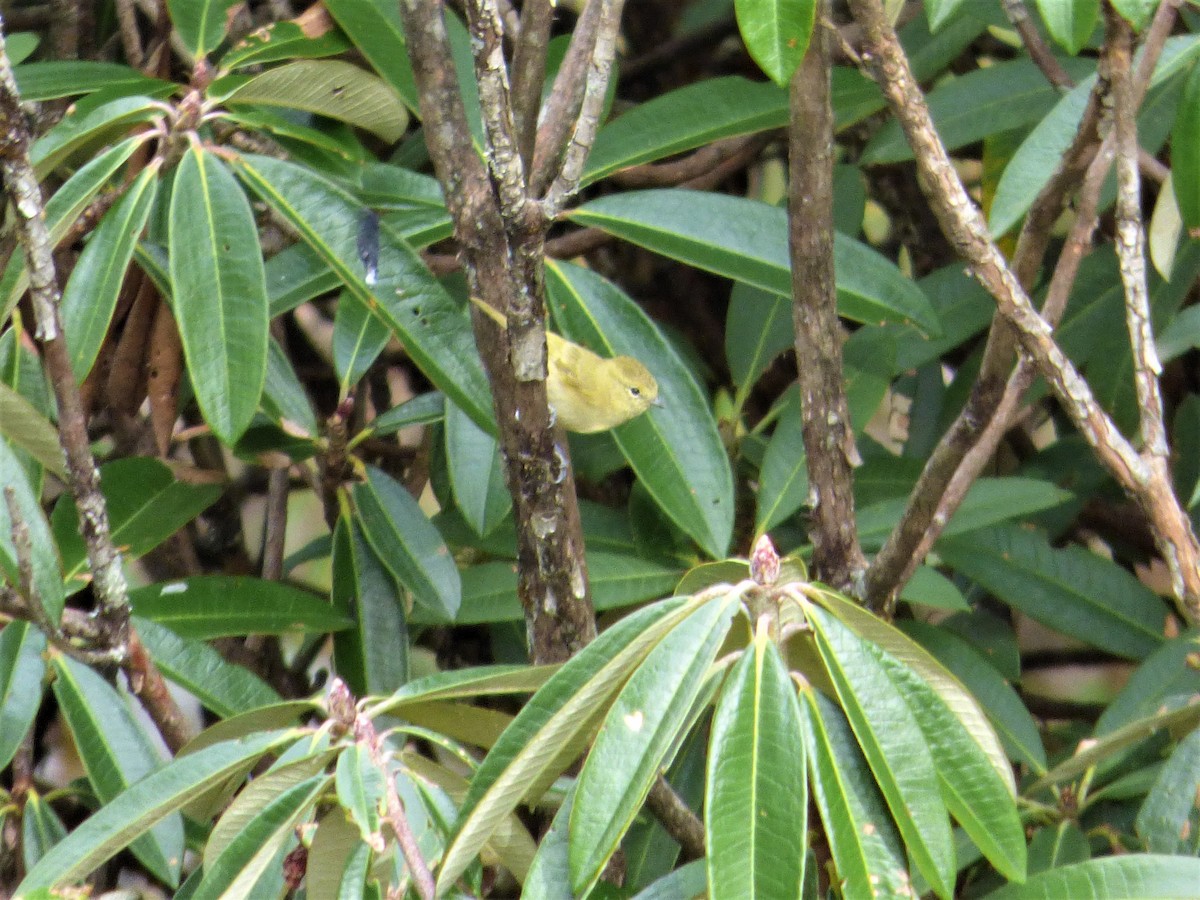 Yellow-browed Tit - ML189315191