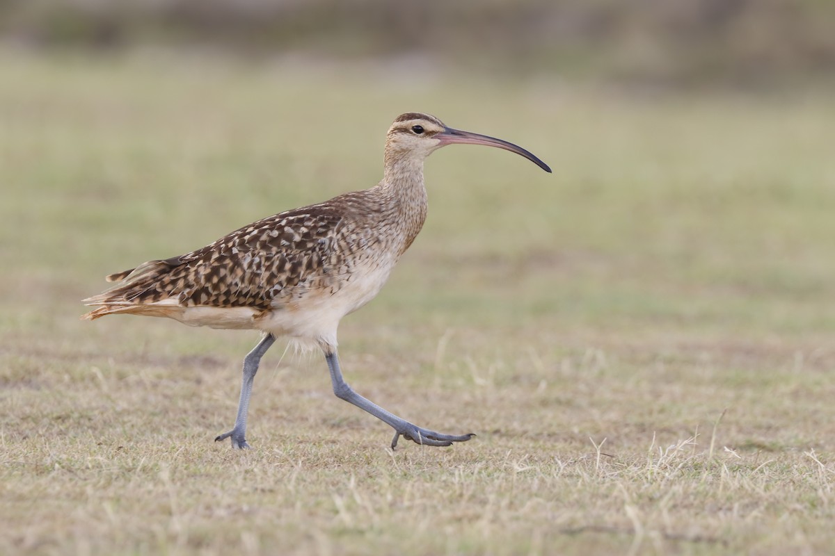 Bristle-thighed Curlew - ML189315981