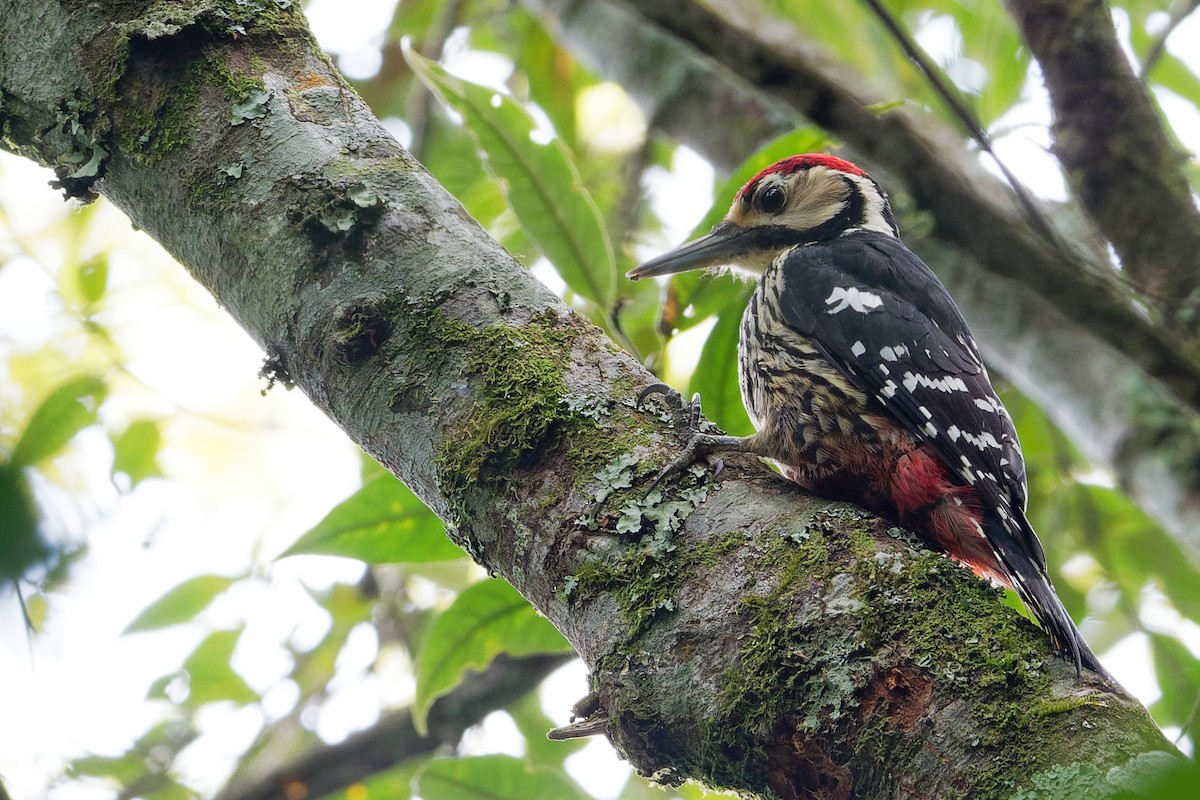 White-backed Woodpecker - Vincent Wang