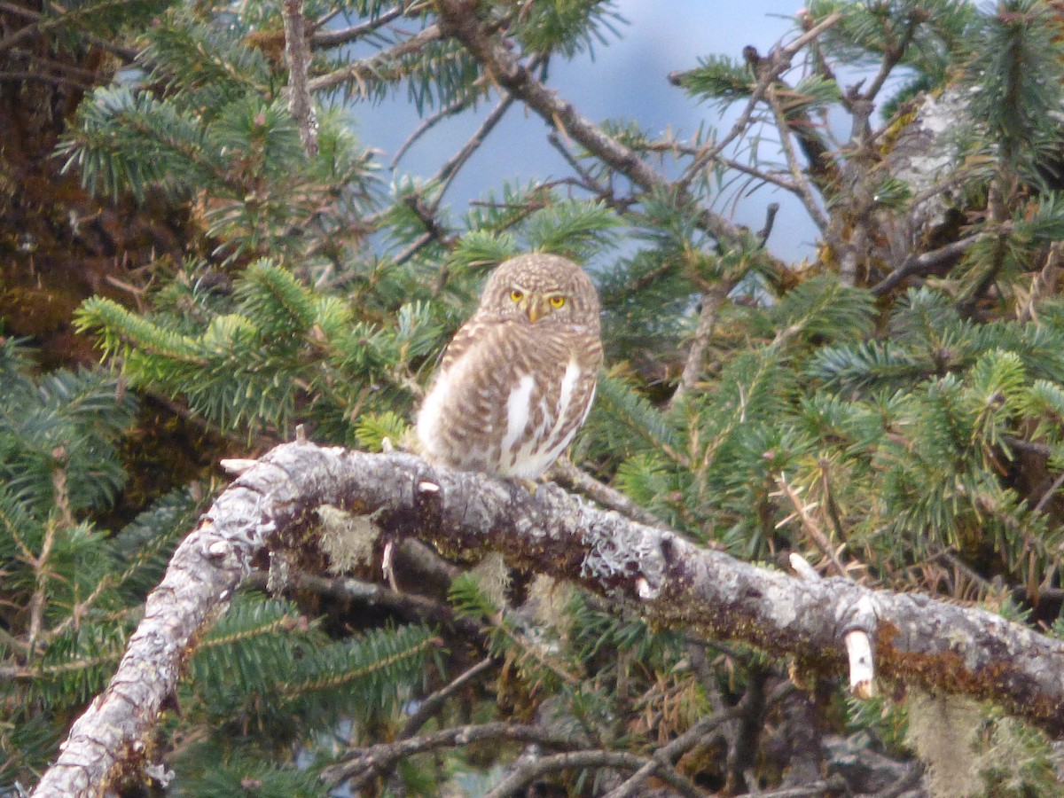 Collared Owlet - ML189319491