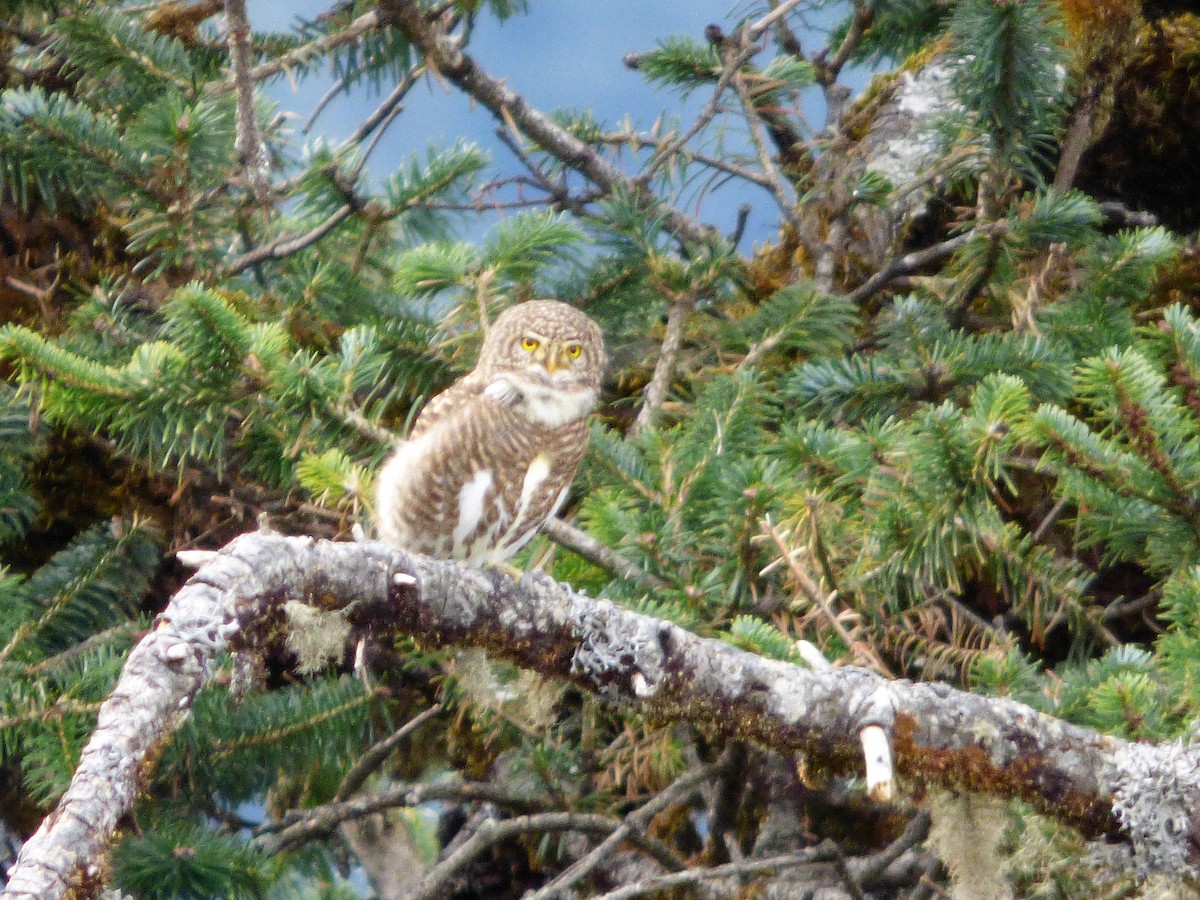 Collared Owlet - ML189319501