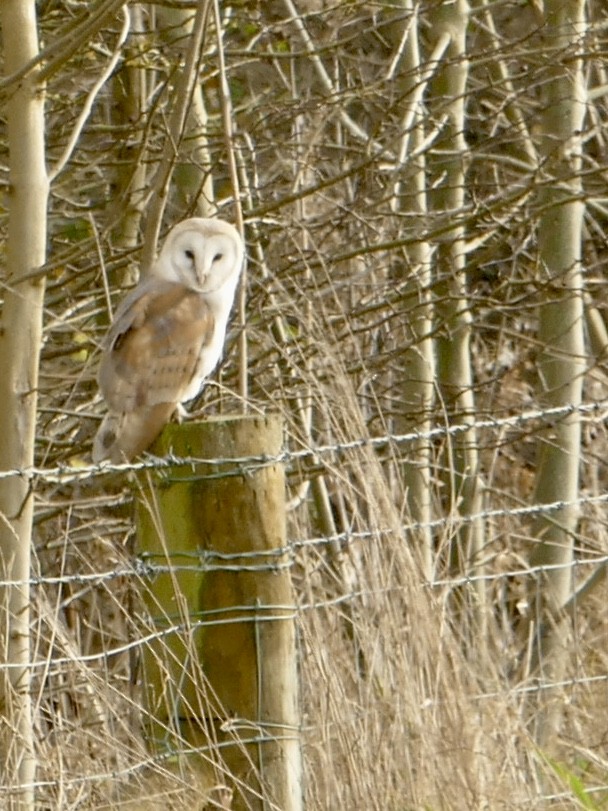 Barn Owl - Russell Dewhurst