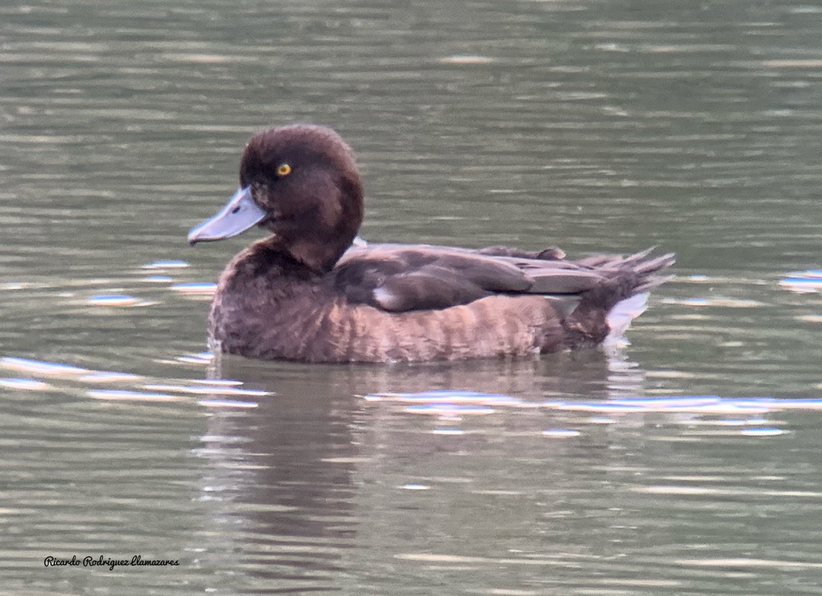 Tufted Duck - ML189321541